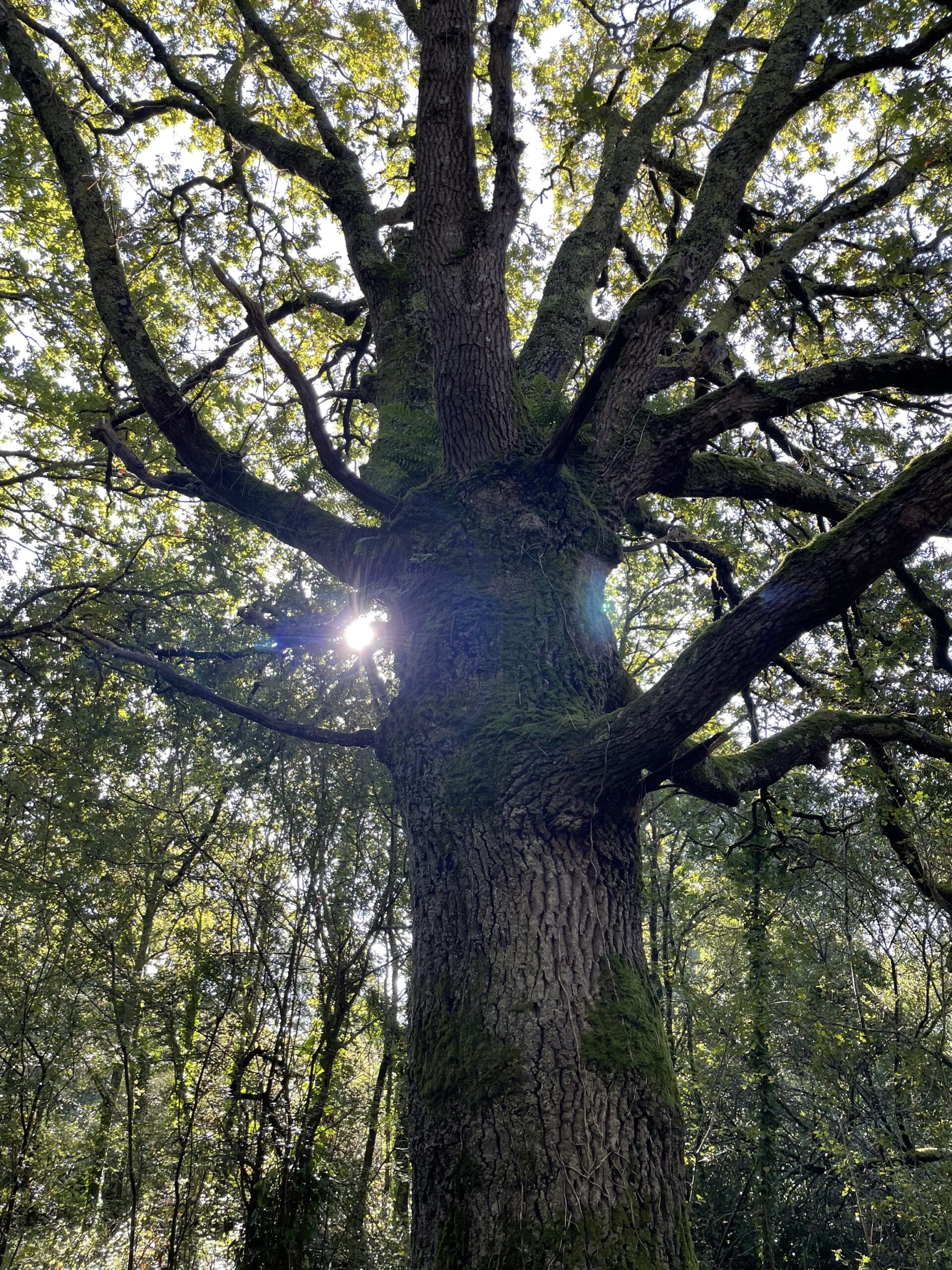 Natur als Raum für Coaching und neue Perspektiven
